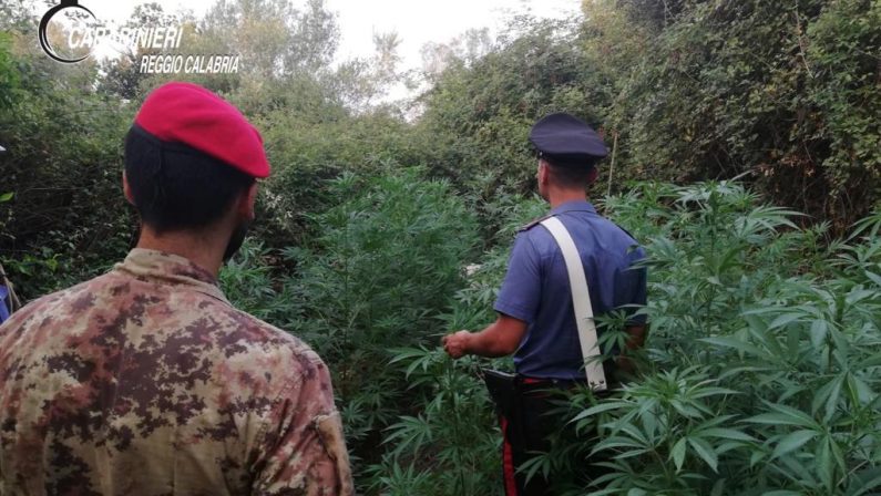 Droga: due piantagioni di cannabis scoperte nel Reggino, sequestrate oltre mille piante