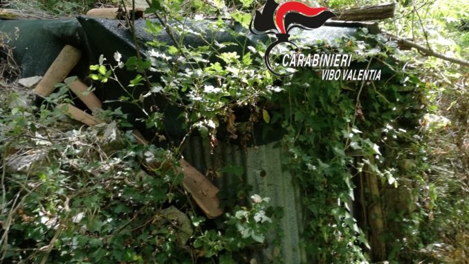 Decine di piantagioni di canapa scoperte nelle SerreOltre 2.200 piante nel Vibonese: valore 8 milioni