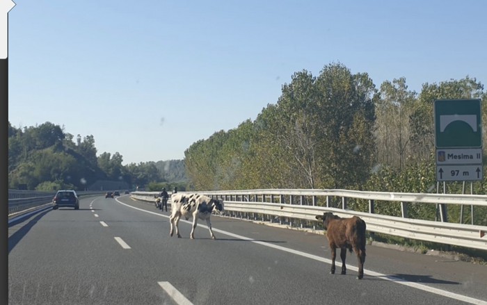 Mucche invadono l'Autostrada nel Vibonese, sfiorato un incidente