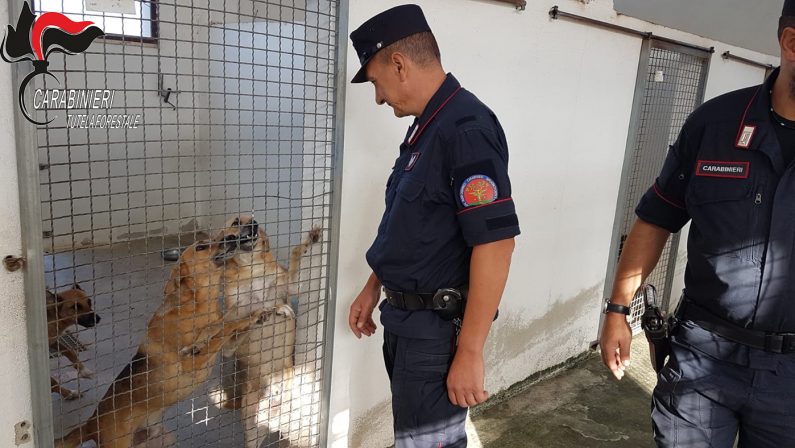 Degrado nel canile municipale, 9 indagati a Corigliano-Rossano