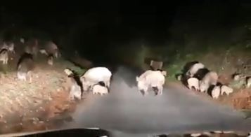 Strada bloccata da decine di cinghiali, torna l'allarme nel Vibonese - VIDEO