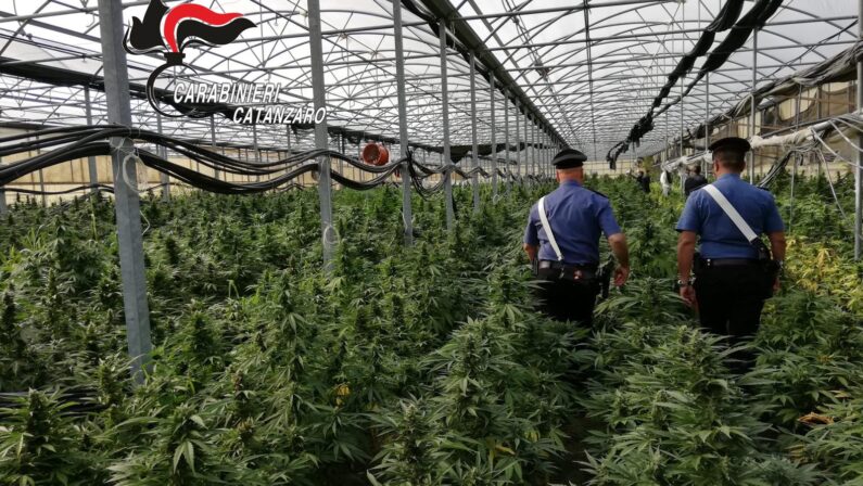 Produzione di cannabis e sequestri di cocaina, Calabria in testa