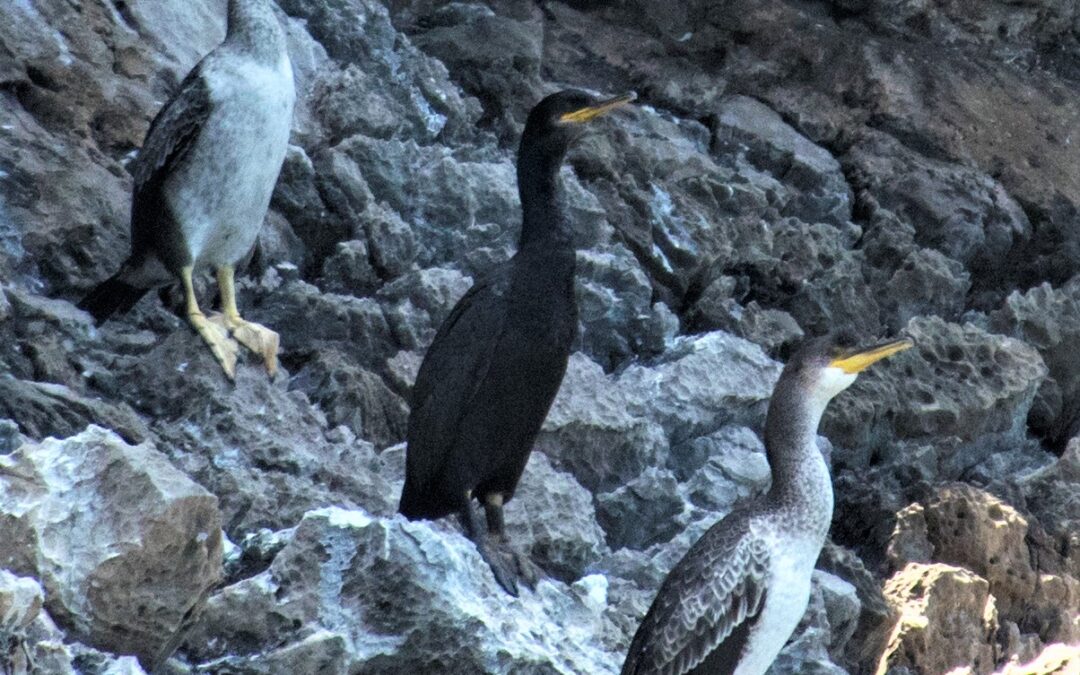 Natura, Marangone dal ciuffo, un nuovo ospite nel mare della Campania