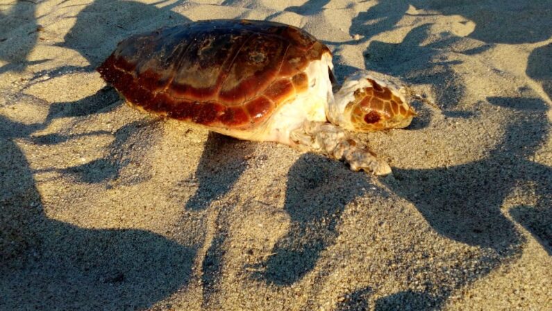 Rinvenuta una carcassa di tartaruga sul litorale vibonese