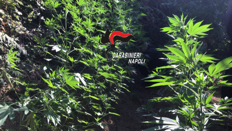 Monte Muto e Casola: carabinieri scoprono 360 piante di cannabis