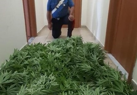 Droga: piante di marijuana fra i pomodori, arrestato nel Catanzarese