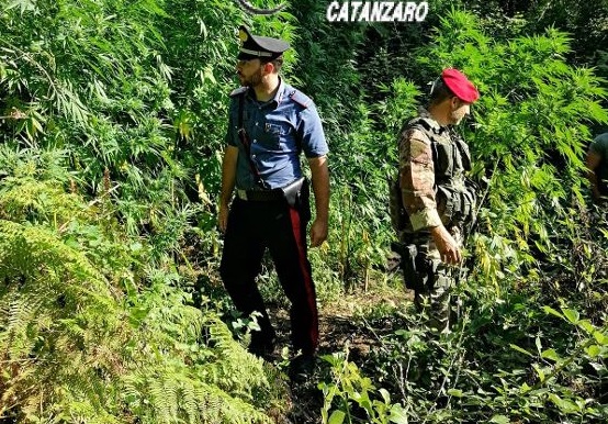 Droga, due piantagioni di canapa scoperte nel Catanzarese: c'erano 900 arbusti