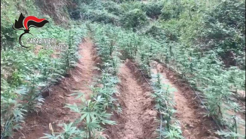 Droga: due piantagioni di canapa da mezzo milioni di euro scoperte nel Vibonese, arrestato un giovane