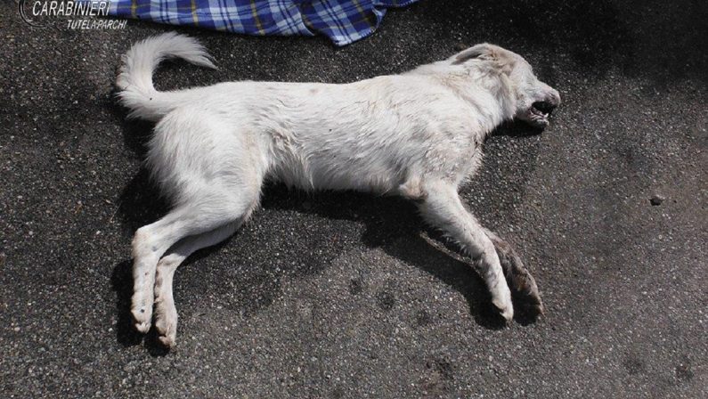 Due cani avvelenati in provincia di Catanzaro, avviate indagini dei carabinieri