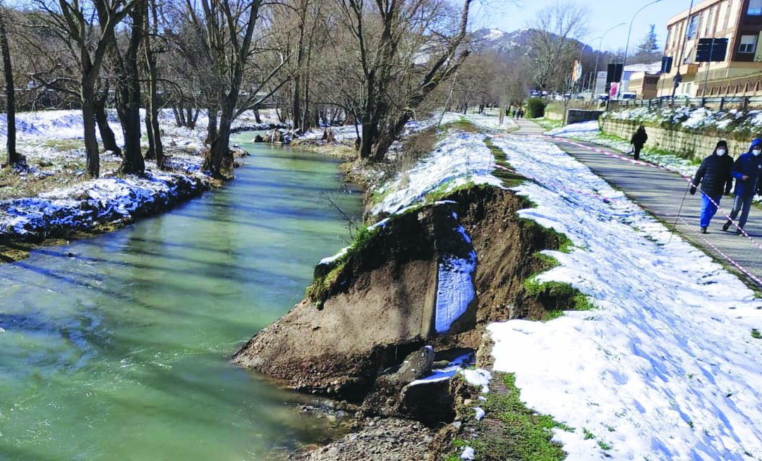 Alcuni alberi a rischio crollo lungo il fiume