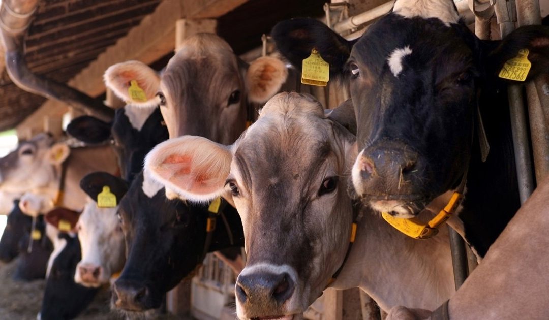 Turbercolosi bovina assente in provincia di Catanzaro