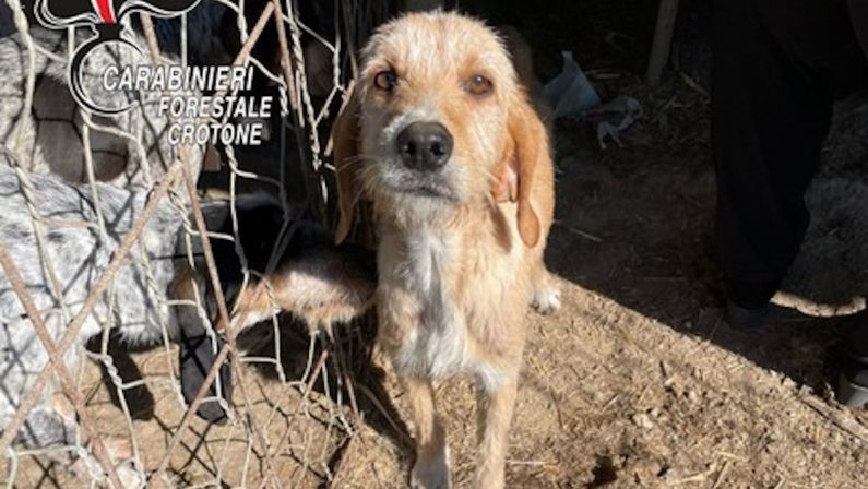 Cani e maiali tenuti in condizioni fatiscenti, una denuncia a Crotone