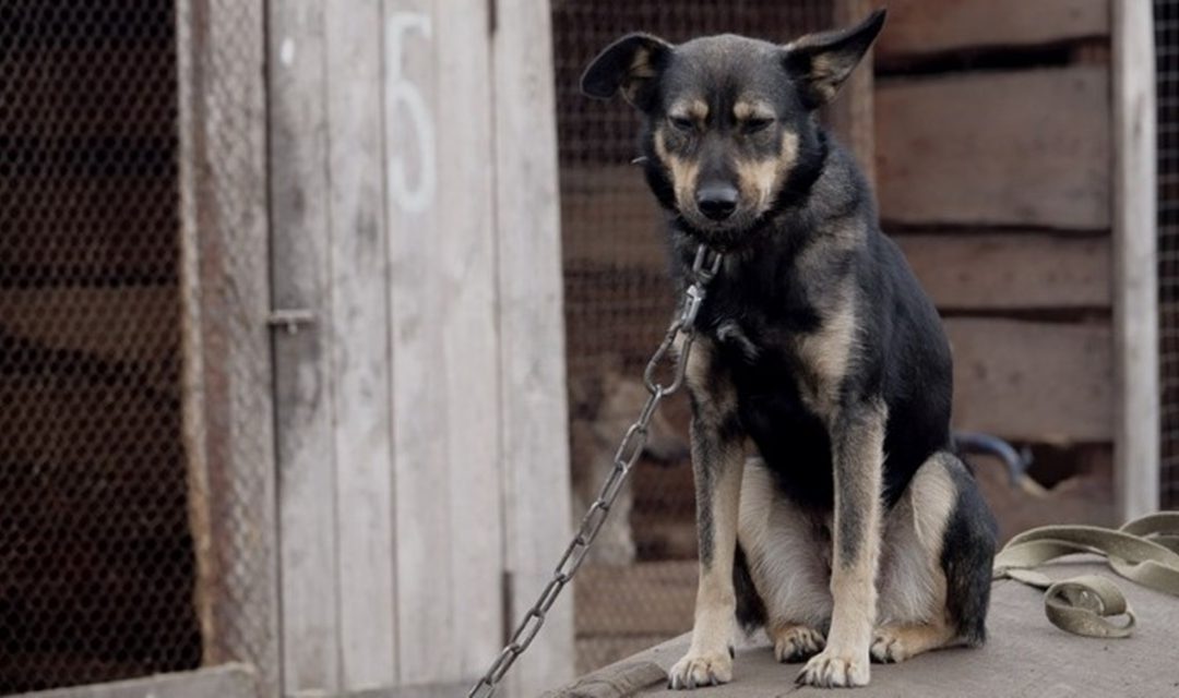 L’appello di Save the dogs al governatore De Luca: «Sanzioni severe per chi tiene cani alla catena»