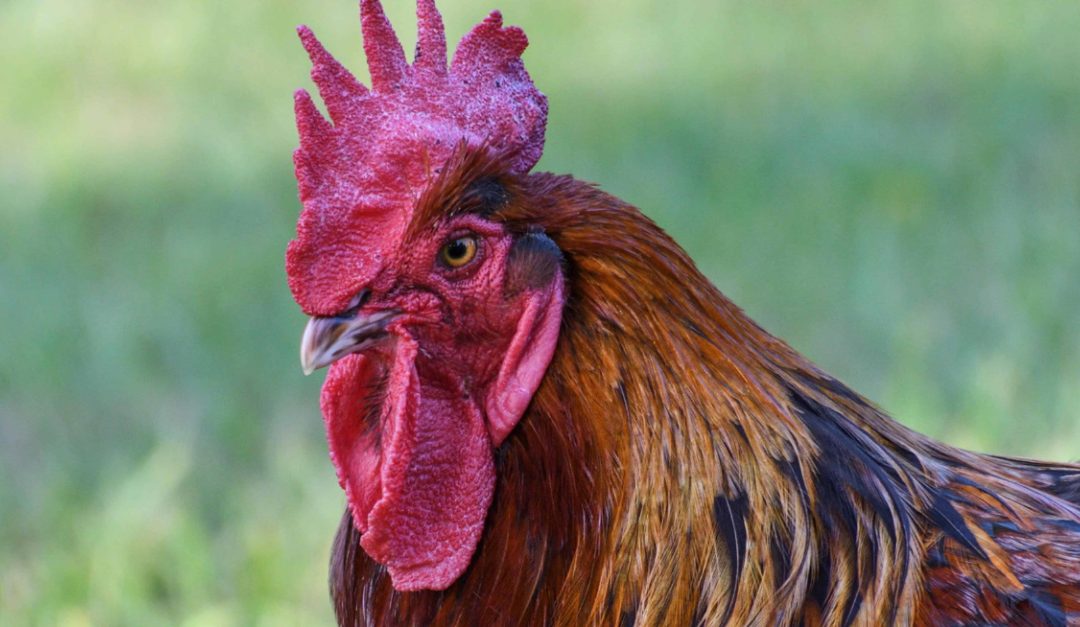 La Card di Pietrangelo Buttafuoco Il gallo e la chioccia