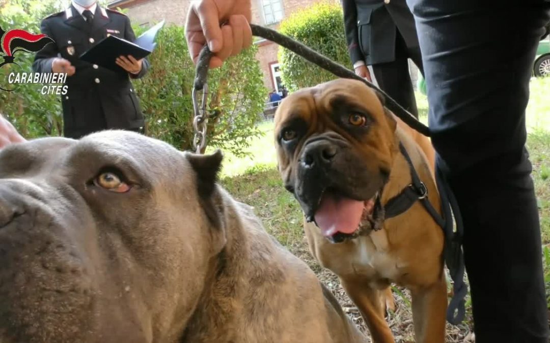 Maltrattamento cani e traffico di cuccioli, 40 denunce