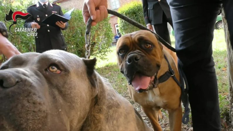 Maltrattamento cani e traffico di cuccioli, 40 denunce