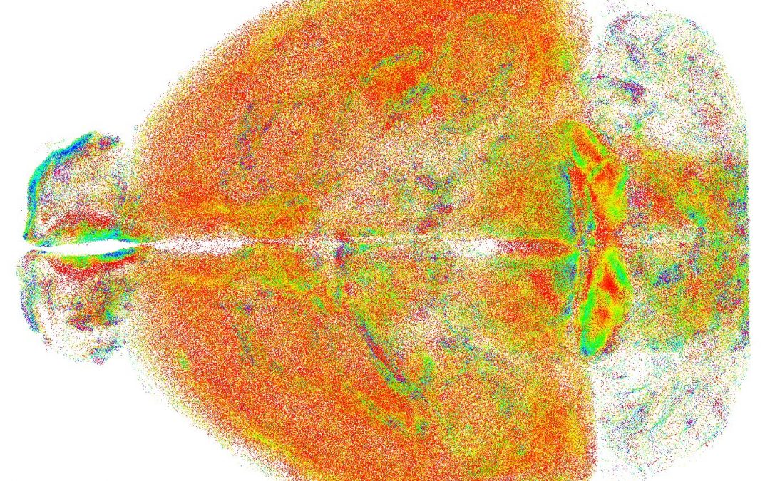 Nuova tecnica ottica per lo studio del cervello