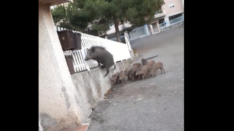 Cinghiali a spasso per Pizzo, il video su Facebook