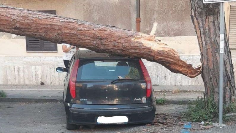 Vibo Valentia, grosso albero cade in strada e si abbatte su un'auto