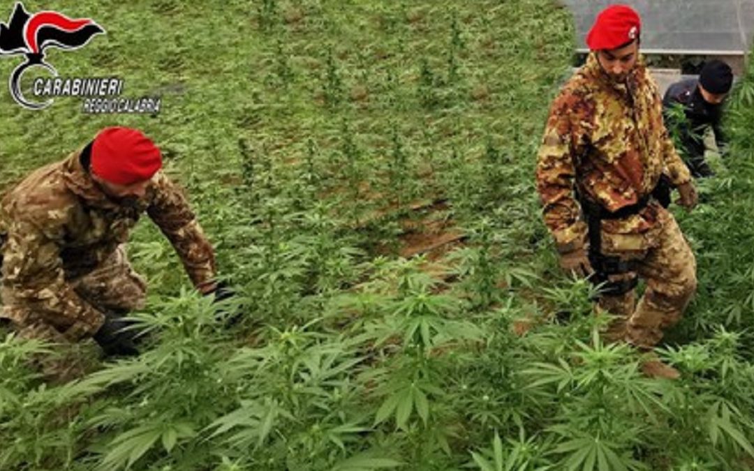 Scoperta una piantagione di marijuana con 125 piante nel Reggino