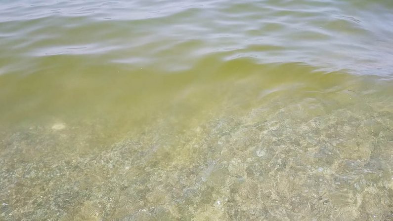 Mare sporco a Pizzo, turisti indignati e furiosi