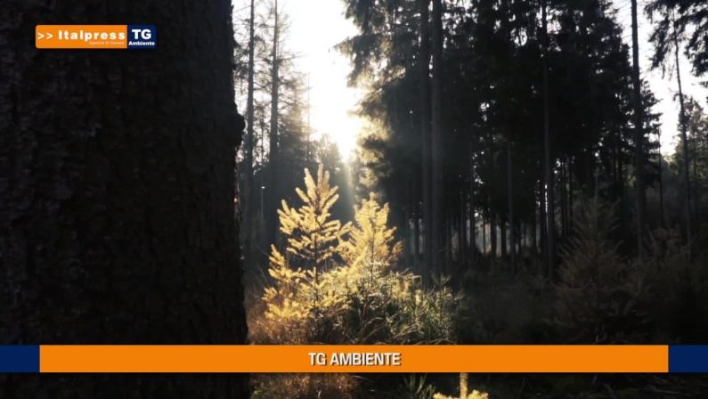 Tg Ambiente – 29/8/2021