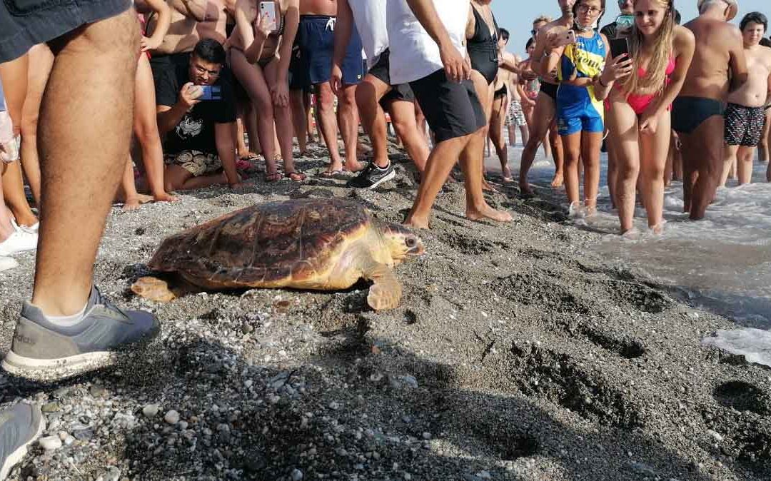 L'esemplare di Caretta caretta riportata in mare