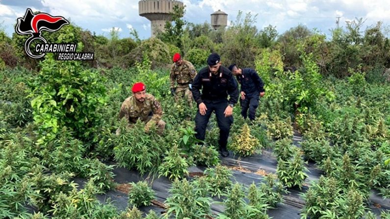 Droga: 2.500 piante di marijuana sequestrate nel Reggino, 3 arresti