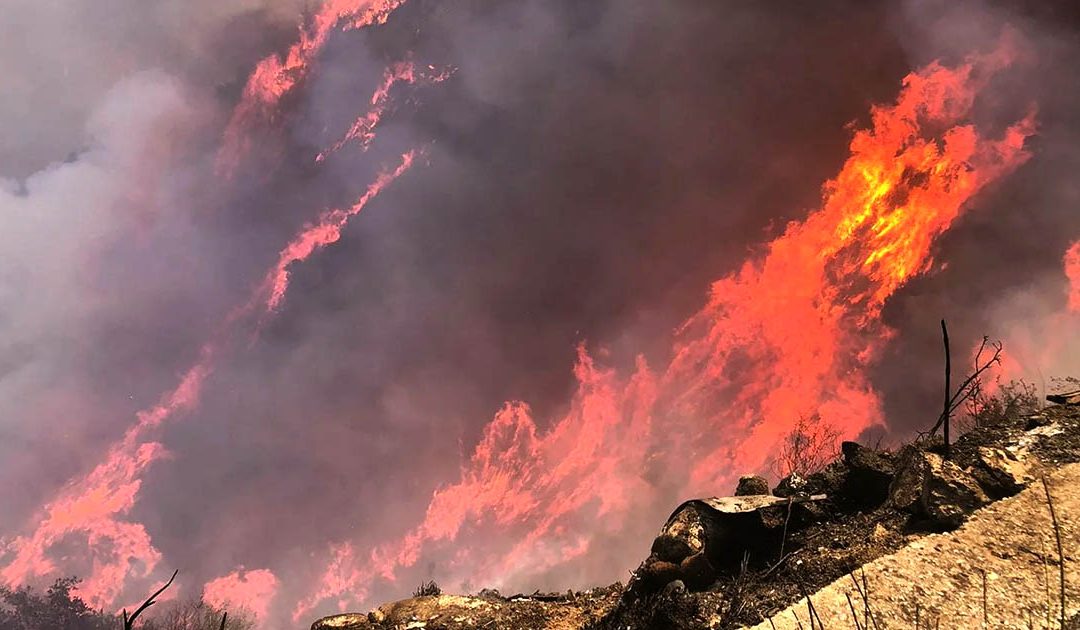 Estate di fuoco in Calabria, nel 2024 gli incendi inceneriscono 5000 ettari di boschi