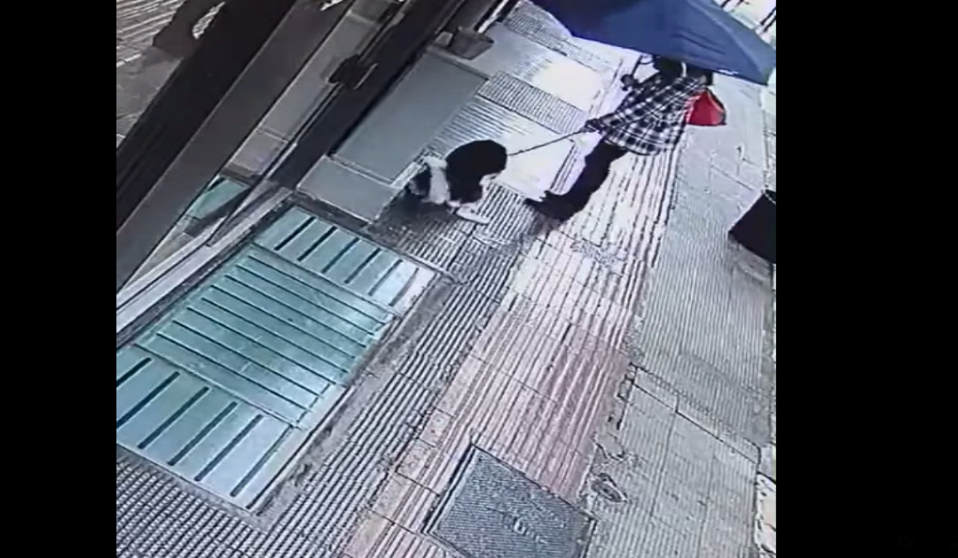 Bari, padrona non raccoglie le deiezioni del cane e Decaro pubblica il video su Facebook