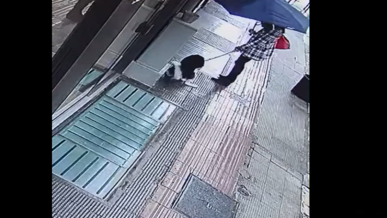 Bari, padrona non raccoglie le deiezioni del cane e Decaro pubblica il video su Facebook