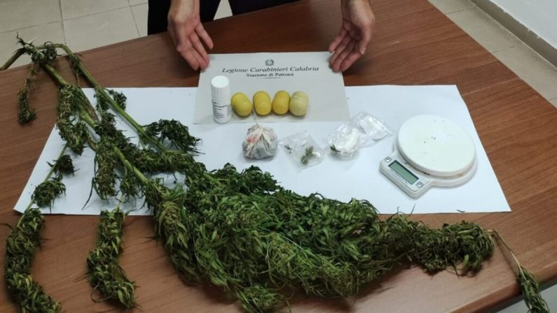 Marijuana “home made”, denunciato 49enne di Petronà