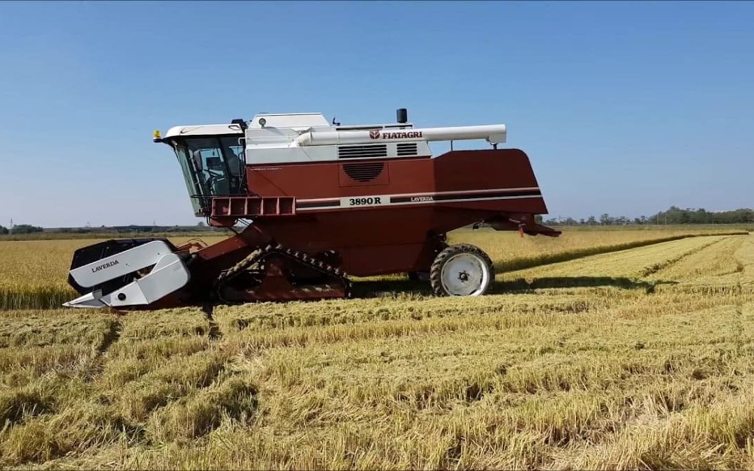 Grano arma di pace: spiragli di luce dallo sblocco delle navi ucraine