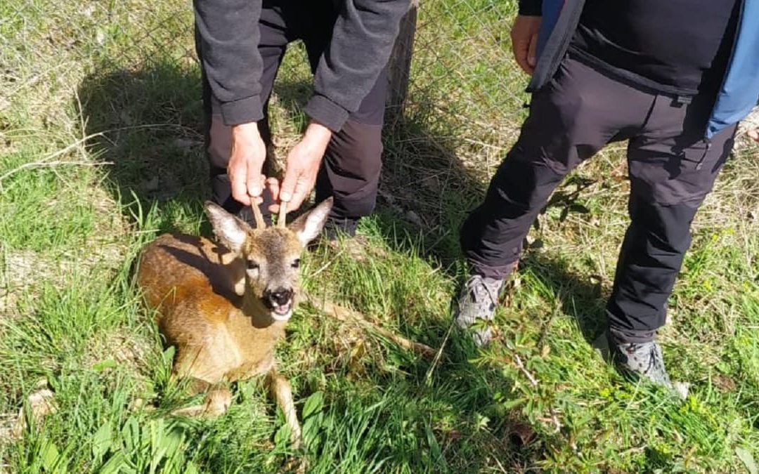 Il capriolo affidato poi alle cure veterinarie del caso