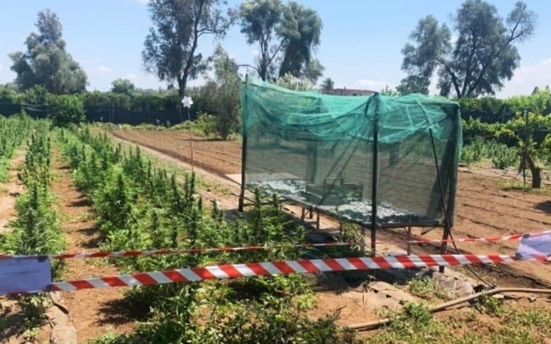 Marijuana per oltre mezzo milione di euro sequestrata nel Reggino, 11 arresti