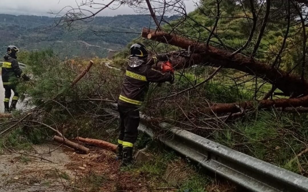 Un albero abbattuto dal maltempo a Catanzaro