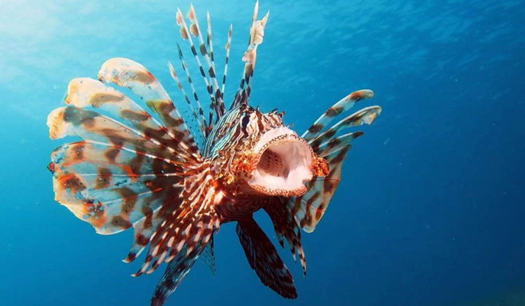 «Pesce scorpione in Calabria? La cautela va bene ma evitiamo allarmismi»