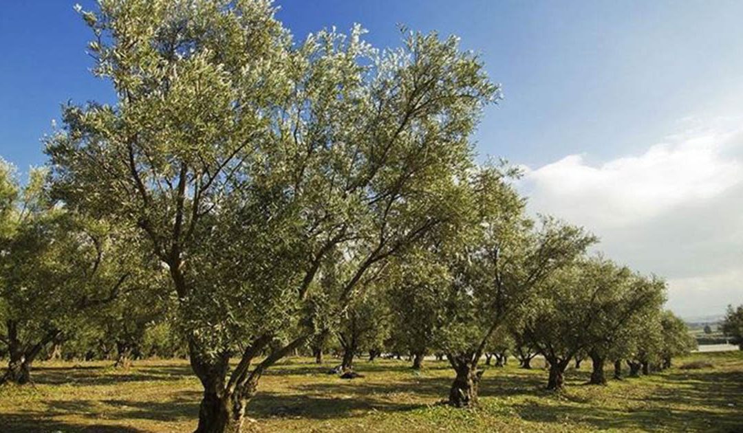 Olio made in Italy, contro il caro prezzi un milione di nuovi ulivi dal Pnrr