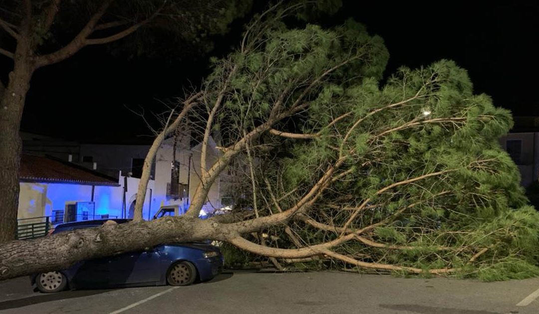 Cassano, grosso albero cade e distrugge un’auto