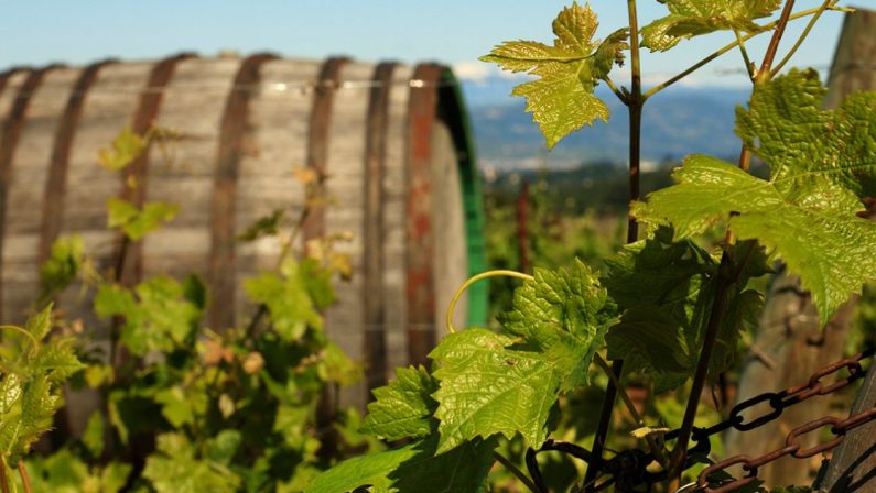 Alla scoperta della Calabria e dei vini con "Cantine aperte"