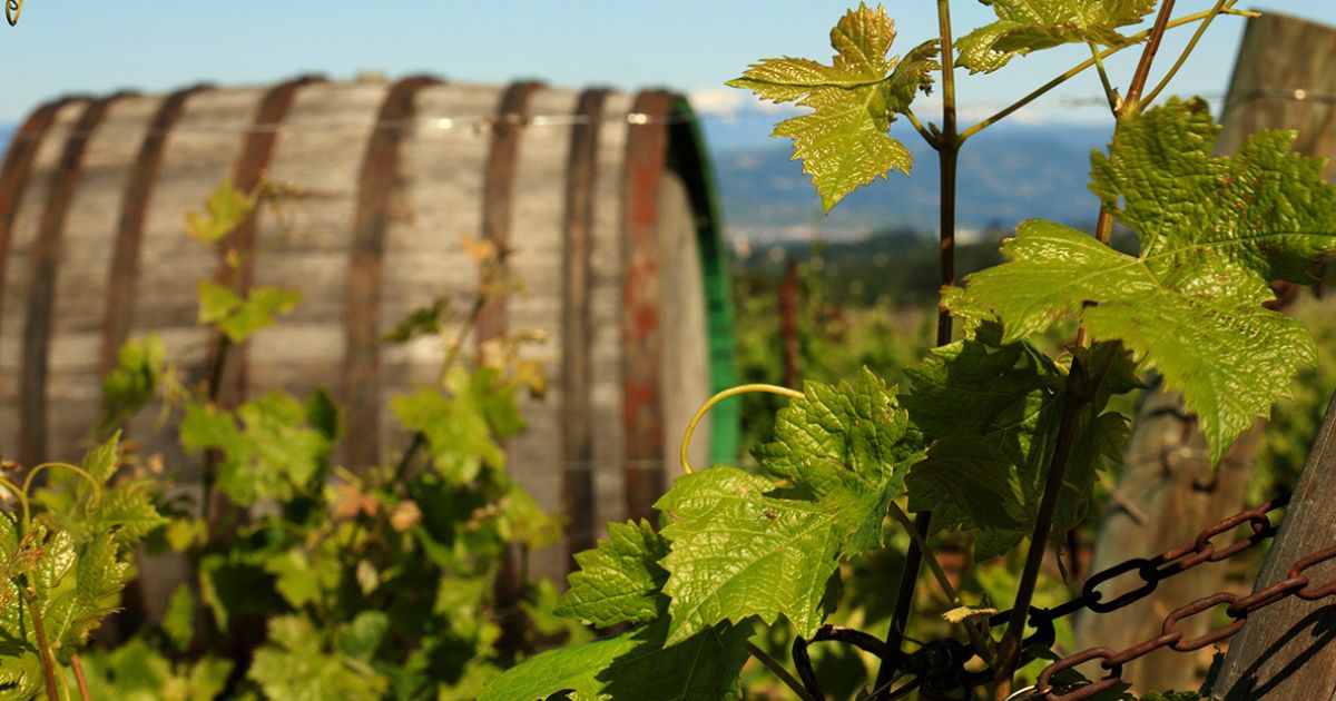 Alla scoperta della Calabria e dei vini con “Cantine aperte”