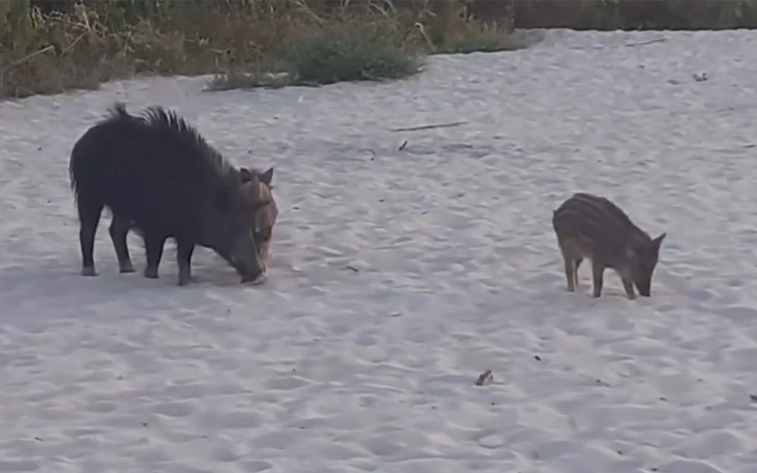 I cinghiali sulla spiaggia di Parghelia