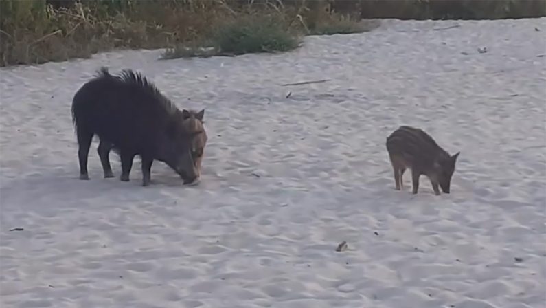 Una famiglia di cinghiali sulla spiaggia di Parghelia