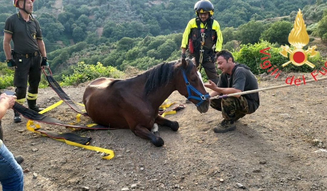 VIDEO – Tiriolo, cavallo cade in un dirupo, salvato dai vigili del fuoco