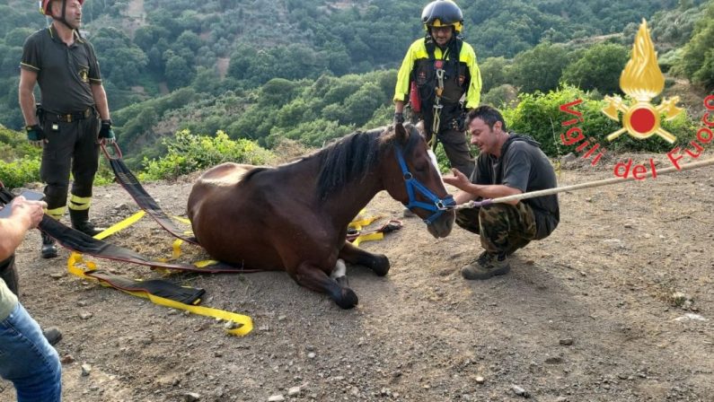VIDEO - Tiriolo, cavallo cade in un dirupo, salvato dai vigili del fuoco