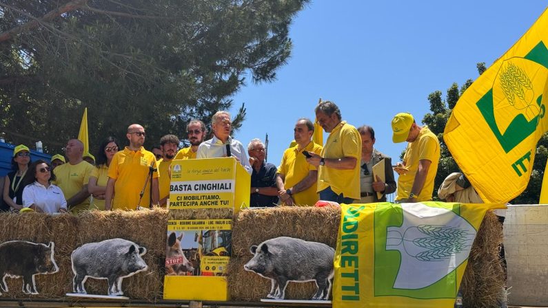 Emergenza cinghiali: il grido d’allarme a Vaglio Lise