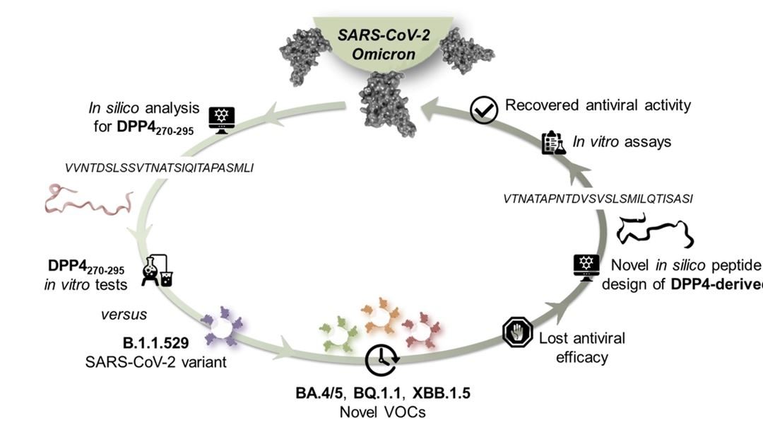 Nuovi peptidi contro le varianti emergenti del virus SARS-CoV-2