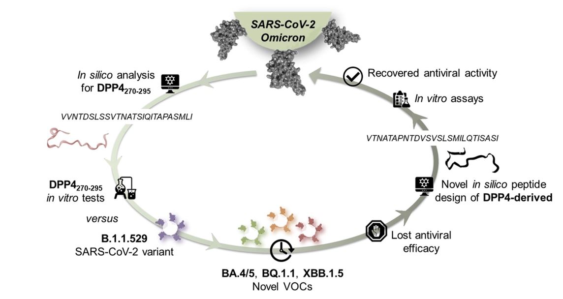 Nuovi peptidi contro le varianti emergenti del virus SARS-CoV-2