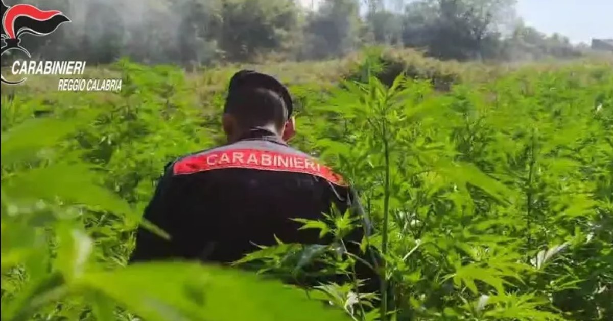 Scoperte quattro piantagioni di canapa nel Reggino