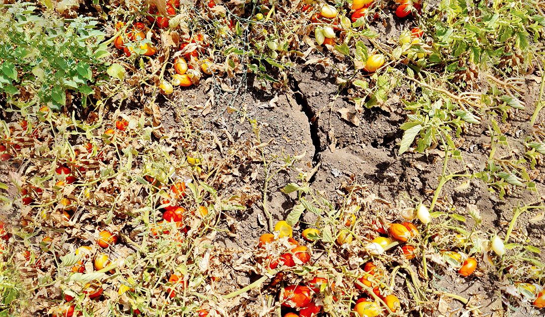 Emergenza siccità in Basilicata: «Fate presto o qui perdiamo tutto»